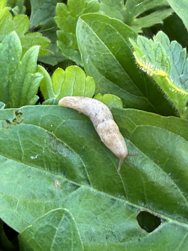 Milky Slug