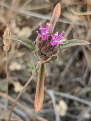 Monardella douglasii