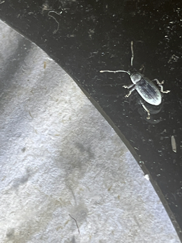Asian Oak Weevil