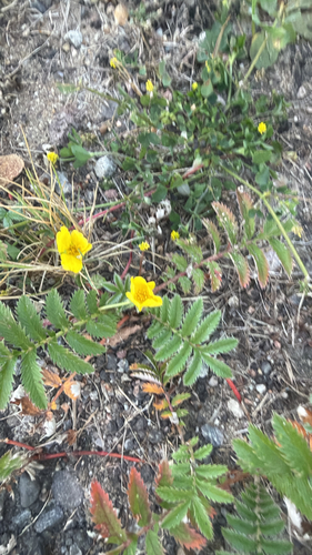 common silverweed