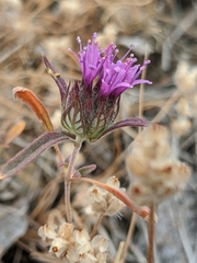 Monardella douglasii