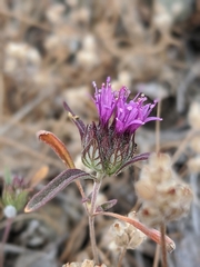 Monardella douglasii