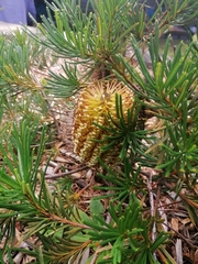 Banksia spinulosa