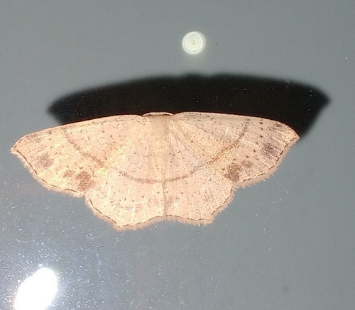 Punctaria observed 2026-09-22