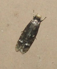 Tineidae clade b