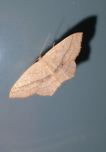 Small Blood-vein