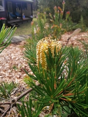 Banksia spinulosa