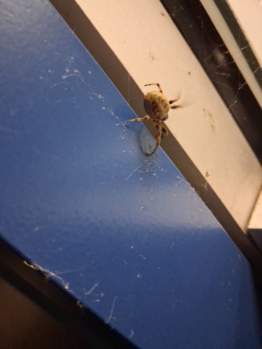 Furrow Orbweaver