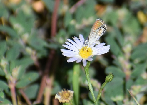 Western Pygmy-Blue