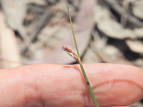 Fimbristylis ferruginea observed 2026-09-22