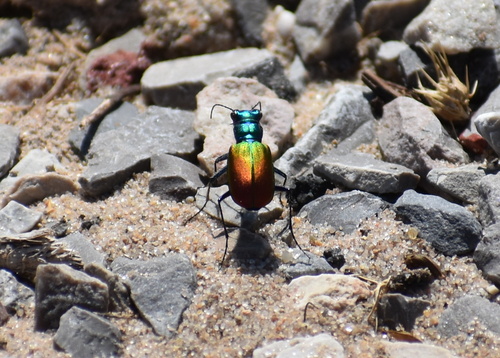 Festive Tiger Beetle
