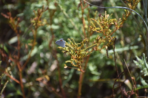 Gray Hairstreak
