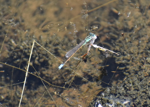 Desert Forktail