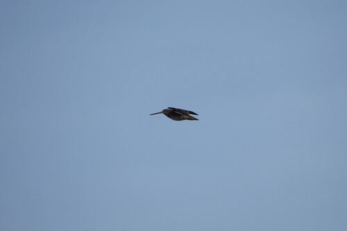 Wilson's Snipe