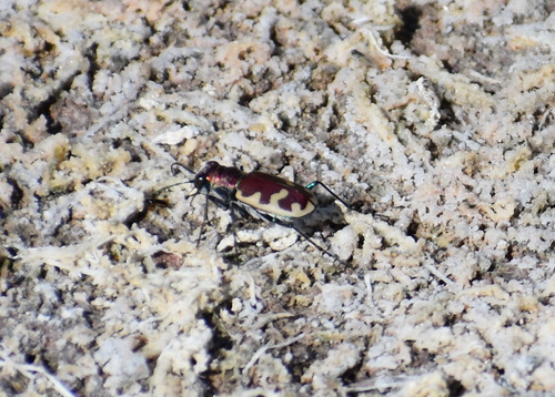 Big Sand Tiger Beetle