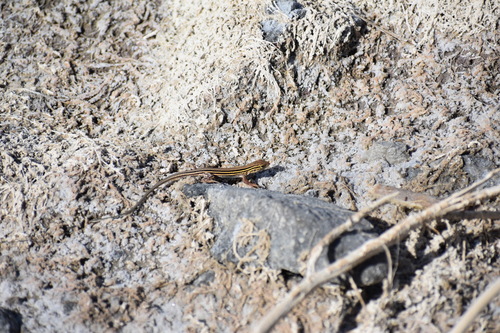 Six-lined Racerunner