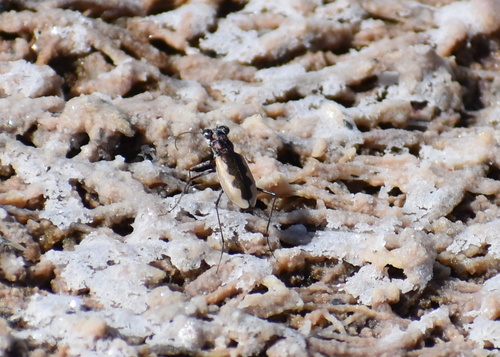 Alkali Tiger Beetle