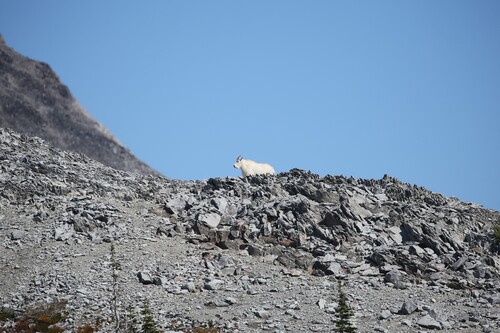 Mountain Goat