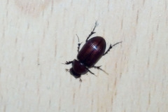 Aphodius