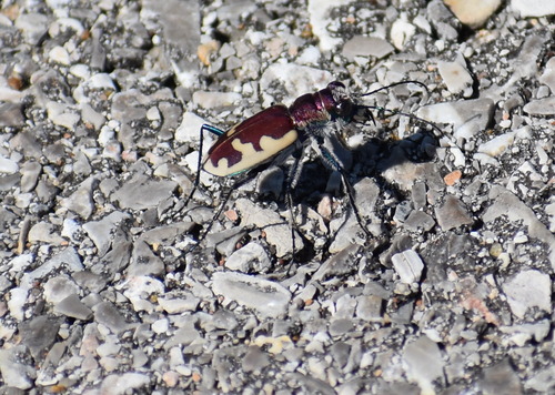 Cicindela formosa formosa
