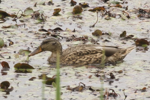 Mallard