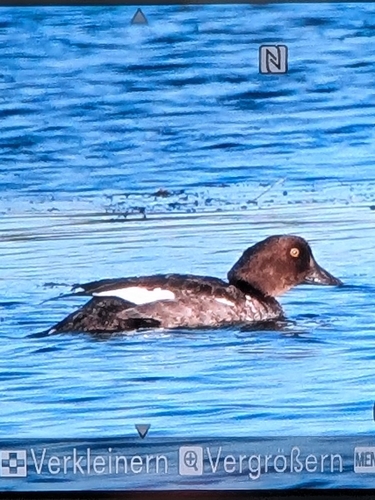 Common Goldeneye