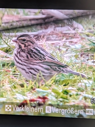 Savannah Sparrow