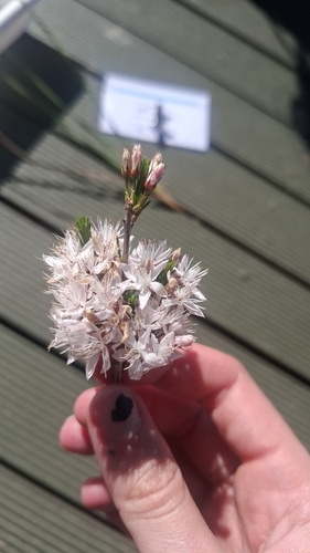 Fringe Myrtle