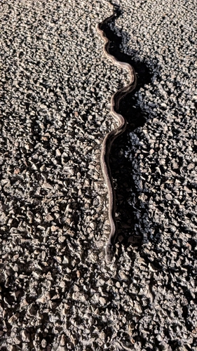 Western Ratsnake