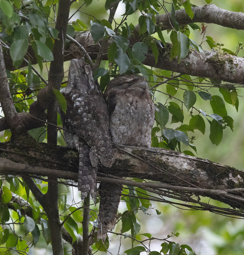 Podargus papuensis observed 2026-09-20