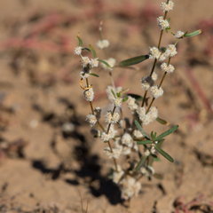 Alternanthera angustifolia