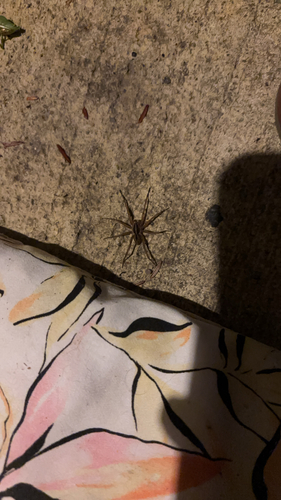 Rabid Wolf Spider