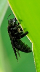 Biluna