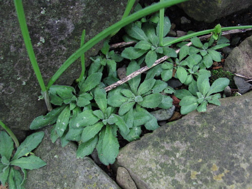 Draba nemorosa observed 2026-08-18