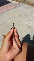 Coniophanes meridanus
