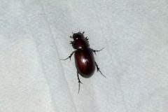 Aphodius