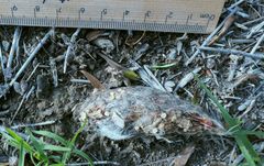 Tyto novaehollandiae