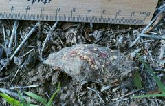 Tyto novaehollandiae