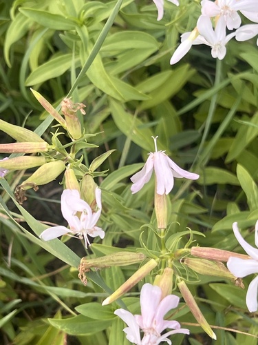 common soapwort