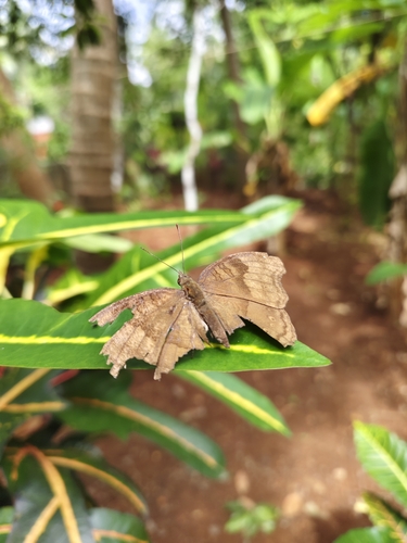 Chocolate Pansy