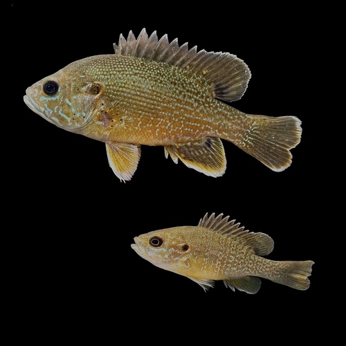 Green Sunfish, photo 2 of 9