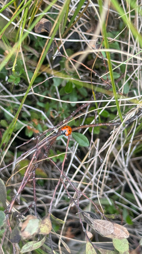 Seven-spotted Lady Beetle