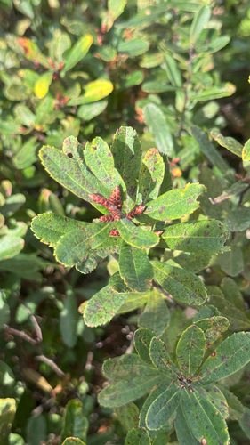 bog myrtle