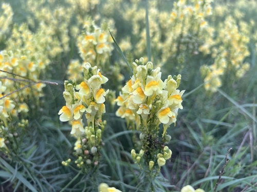 common toadflax