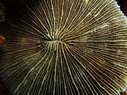 Danafungia observed 2026-09-05