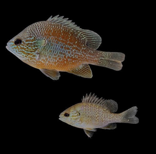 Plains Longear Sunfish
