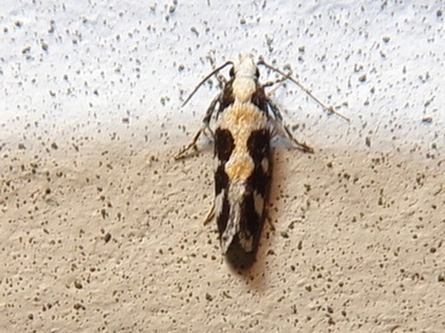 Teaweed Moth photo 4