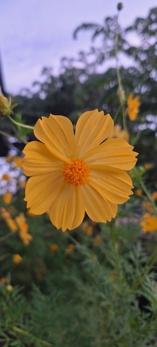 Yellow Cosmos