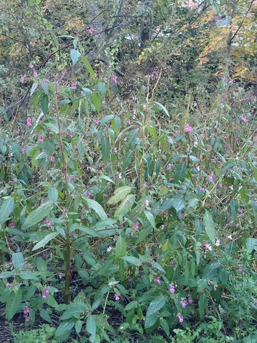 Himalayan balsam