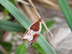 Ancylis unculana